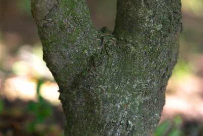 Magnolia stellata - šácholan hvězdovitý - kůra